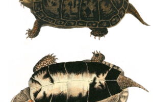 What Is The Genus Of A Bog Turtle? 5