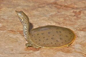 Are Softshell Turtles Friendly? 5