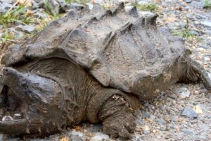 Alligator Snapping Turtle Wisconsin 1