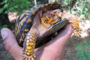 Are Box Turtles Dangerous 5