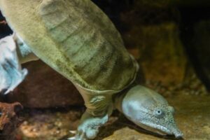 How Do Spiny Softshell Turtles Flirt? 2