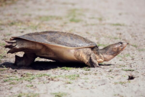 Do Softshell Turtles Swim? 3