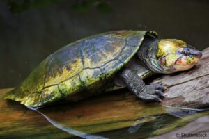 Why Is The Madagascar Big-headed Turtle Endangered? 4