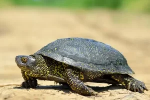 What Does European Pond Turtle Eat? 1