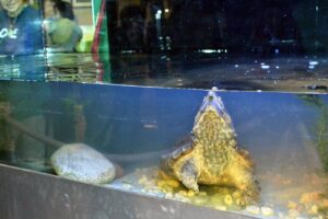 Alligator Snapping Turtle Tank 1