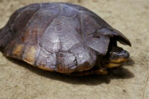 What Are The Interesting Facts About Philippine Turtles? 4