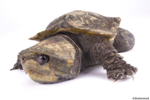 Is The Big-headed Turtle Endangered? 1