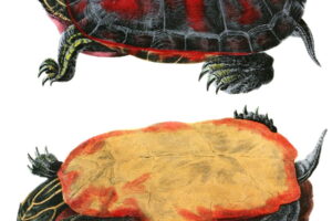 Are Red-belly Turtles Rare? 1