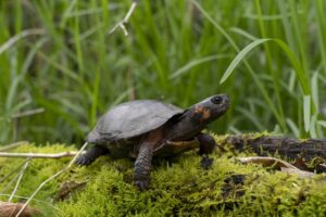 Are Bog Turtles Rare? 2