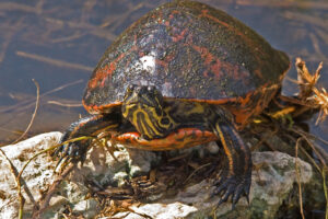 How Big Do Florida Red-bellied Turtles Get? 4