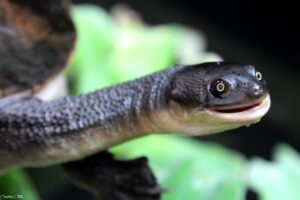 How Big Is The Roti Island Snake-necked Turtle? 1