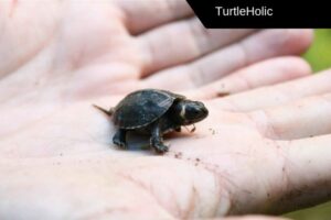 Where Is The Smallest Turtle In The World? 5