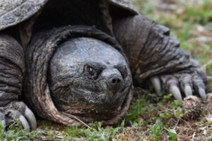 How Far Can A Snapping Turtle Extend Its Neck? 2