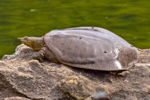 Why Is A Softshell Turtle Soft? 5