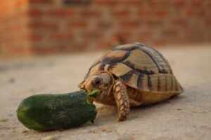 Can Box Turtles Eat Cucumbers 8