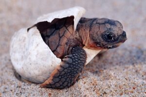 Where Are Most Turtles Born? 7