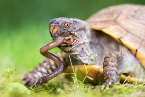 What Eats Box Turtles 6