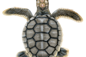 What Is The Classification Of A Flatback Turtle? 1