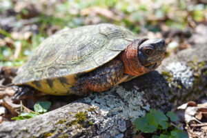 Do Wood Turtles Live Alone? 1