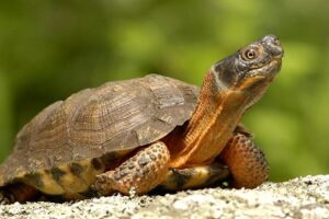 How Old Is My Wood Turtle? 4