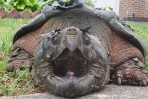 400 Pound Alligator Snapping Turtle 6