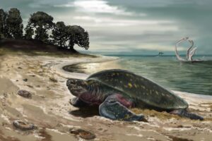 What Is The Oldest Sea Turtles? 1