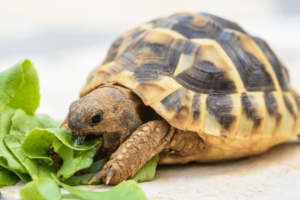 What Is The Perfect Pet Turtle? 3