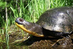 What Threatens The Blanding's Turtle? 3