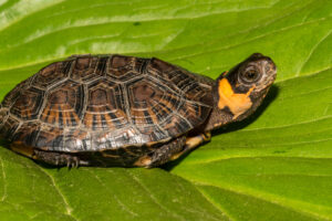 How Big Are Bog Turtles? 3