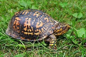 Pet Box Turtles 6