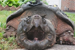 Alligator Snapping Turtle Ohio 3