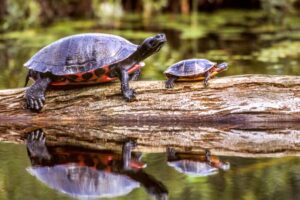 Are Red-belly Turtles Rare? 3