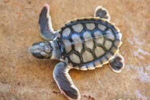 What Are Some Fun Facts About Flatback Turtles? 1