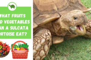 Can African Turtles Eat Fruit? 1