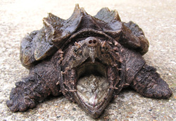 Alligator Snapping Turtle Indiana 5