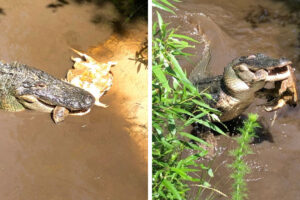 Alligator Snapping Turtle Predators 5