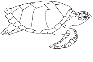 How To Draw A Hawksbill Sea Turtle 4