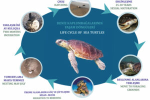 What Is The Life Span Of A Green Sea Turtle 8