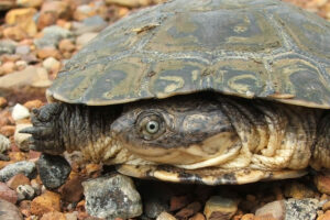 How Big Is An African Helmeted Turtle? 3