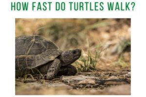 How Far Can A Turtle Walk? 3