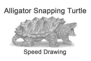 Alligator Snapping Turtle Drawing 7