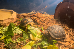 What Do Box Turtles Need In Their Tank 3