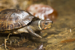 How Can We Save Philippine Forest Turtles? 6