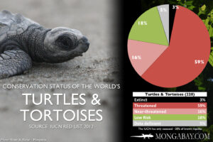 What Is The Second Most Endangered Turtle? 2
