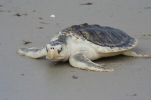 How Small Is A Kemp's Ridley Sea Turtle? 1