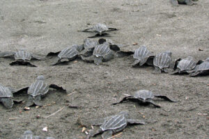 Where Are Sea Turtles Born? 8