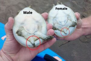 How Can You Tell If A Spiny Softshell Turtle Is Male Or Female? 2