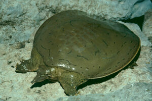 Do Softshell Turtles Sleep In Water? 5