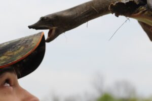 Can You Hold A Softshell Turtle? 3