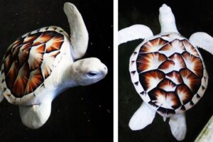 What Is The Most Beautiful Turtle? 2